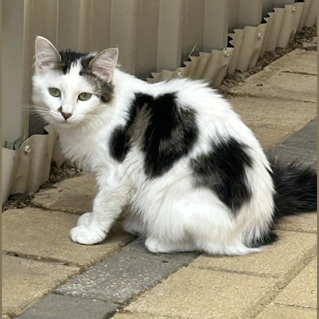 Photo of Tinkerbell (And Silvermist)