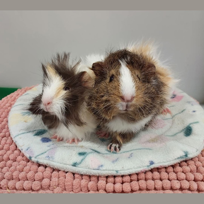 Photo of Primrose & Tiny Diamond