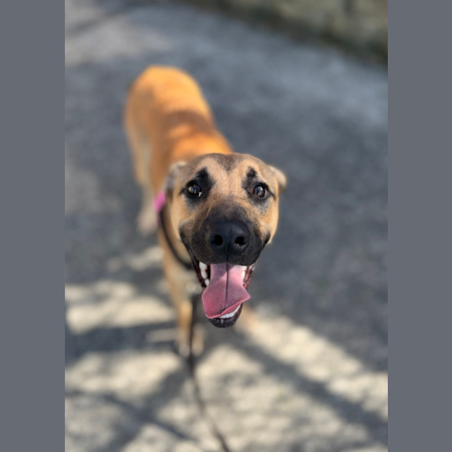 Photo of Peanut