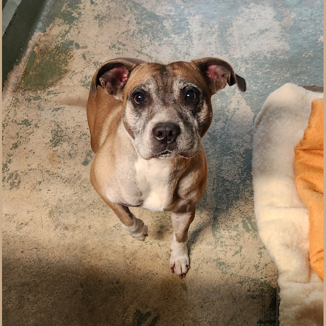 Photo of Dot (64541)