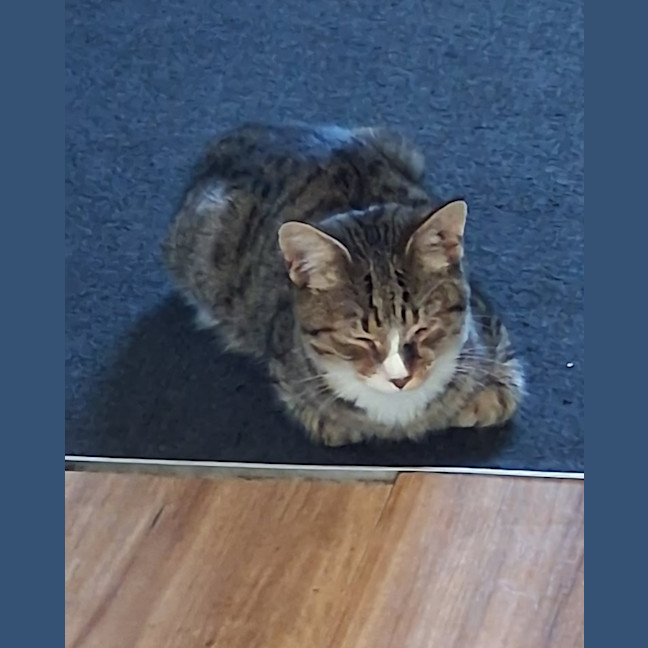 Photo of Buddy