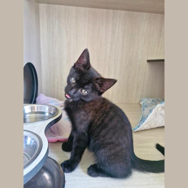 Photo of C1544 Odessa