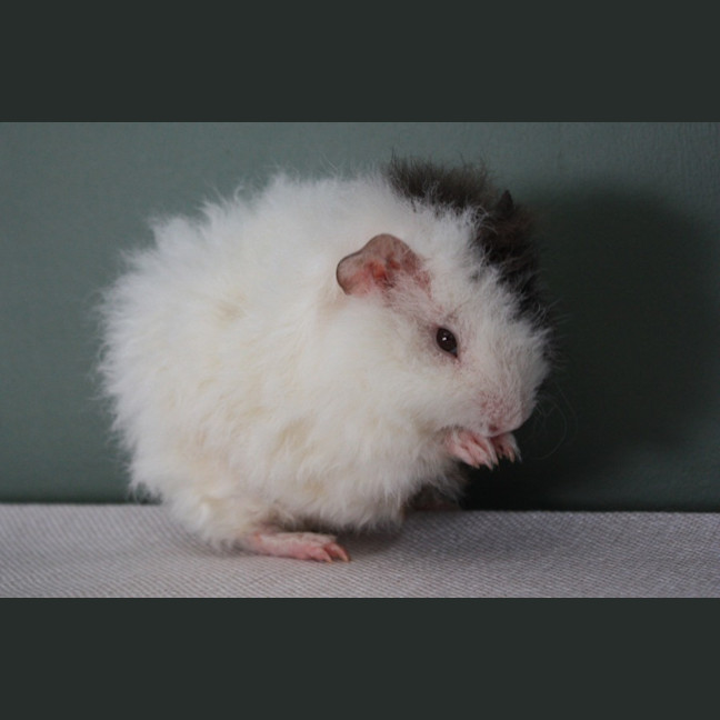 Photo of Ivey
