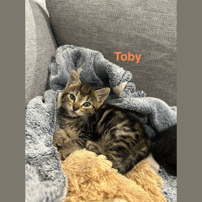 Photo of Starburst (Was Toby)