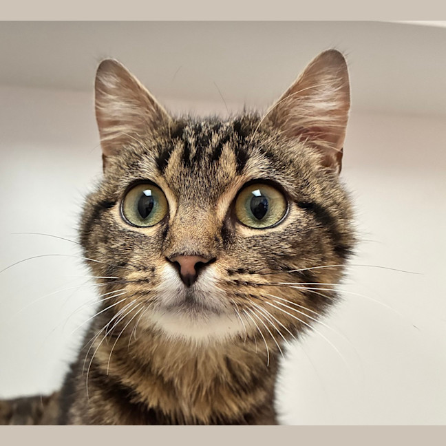 Photo of Pippy