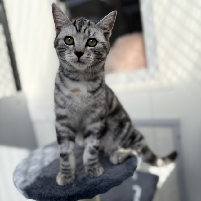 Photo of Silver Fern