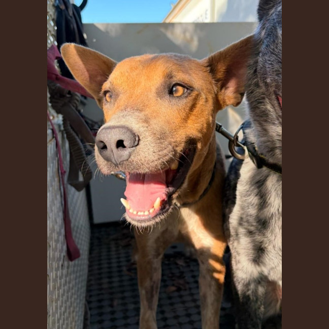 Photo of Diesel
