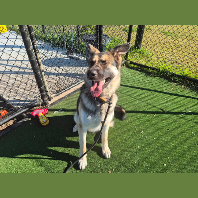 Photo of Zelda Imp 1637