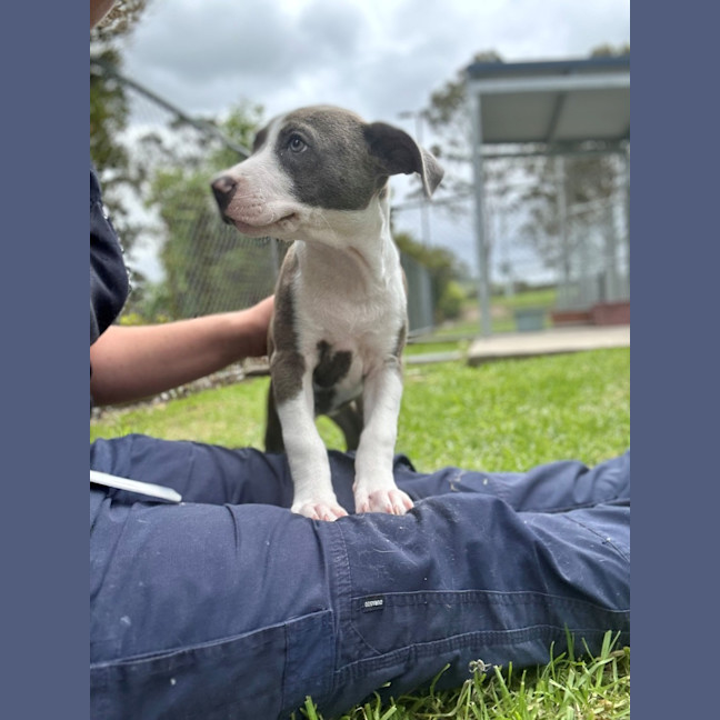 Photo of Blueberry