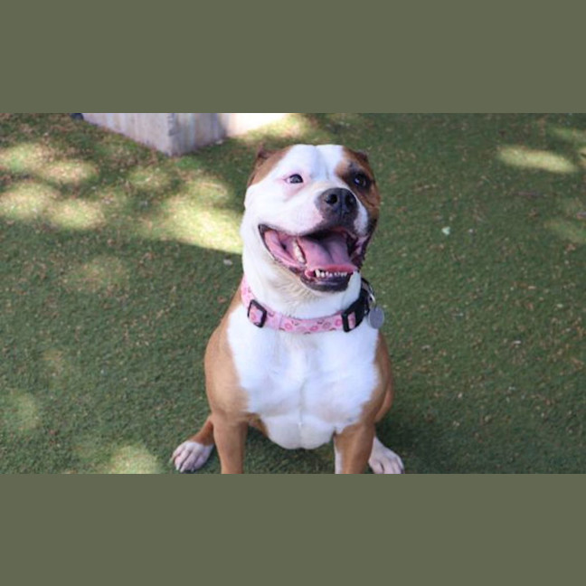 Photo of Simba
