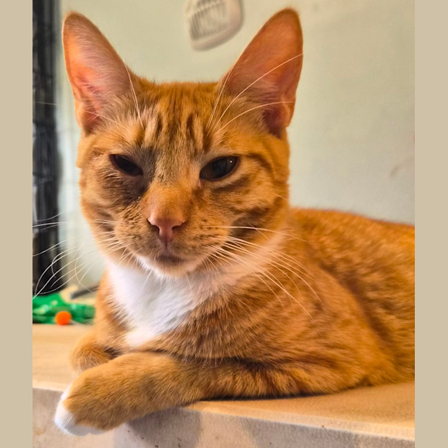 Photo of Zeus 🛡️ 