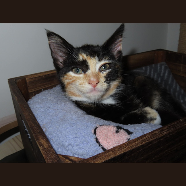 Photo of Lyra (K85)