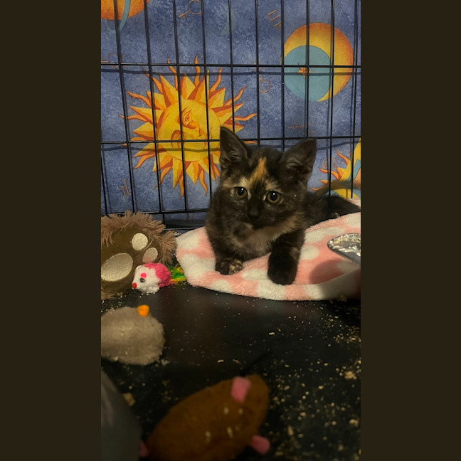 Photo of Pippa