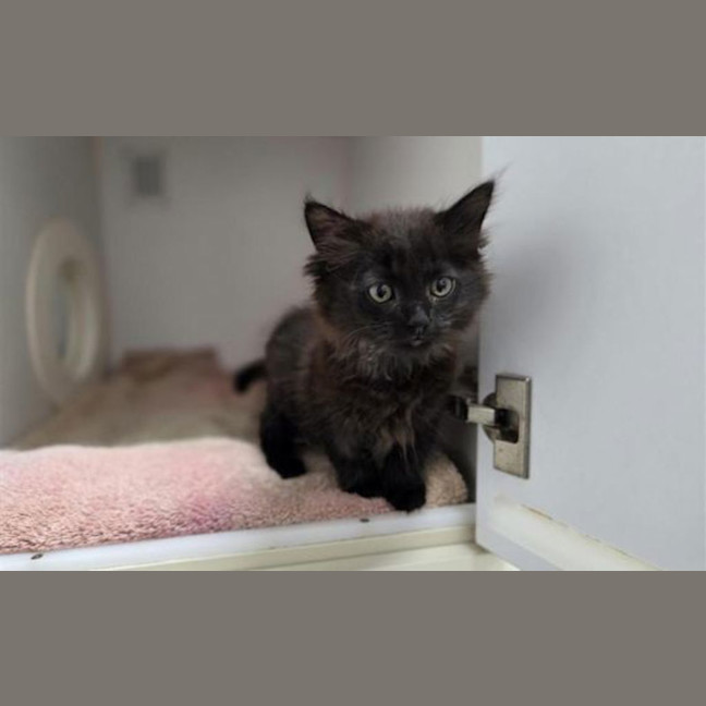 Photo of Boo