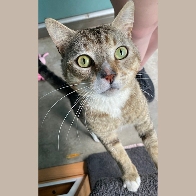 Photo of Merlin