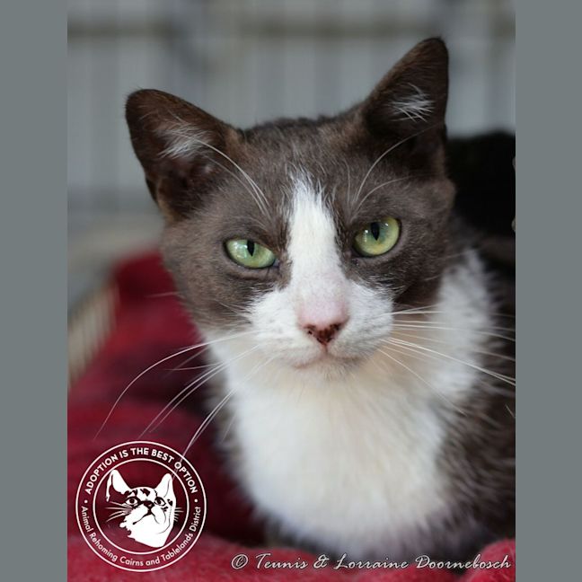 Photo of Leo And Lacy   Bonded Pair