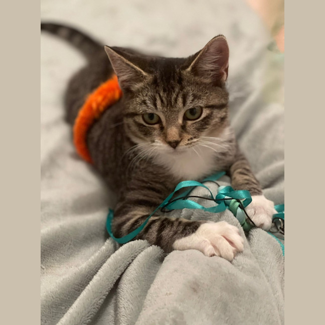 Photo of Mouse