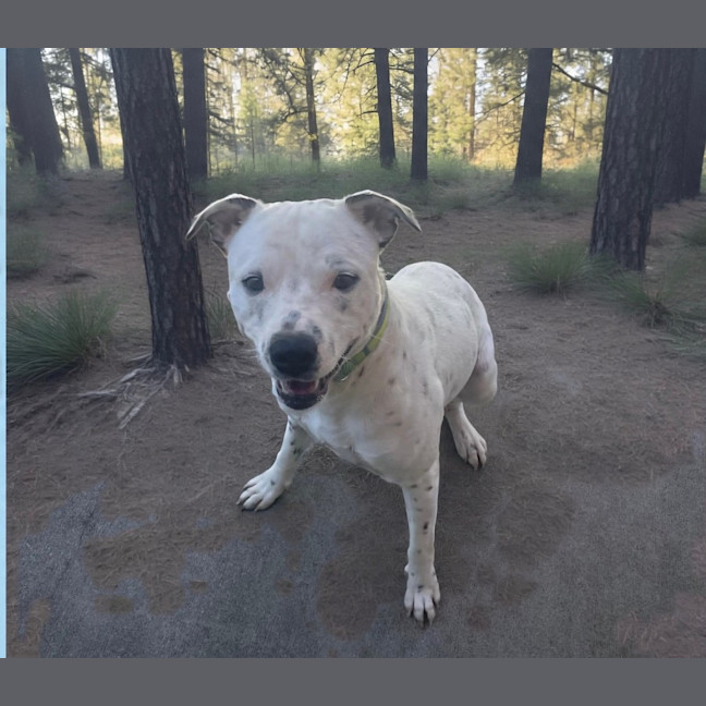 Photo of Kaos (4273)