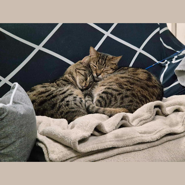 Photo of Tequila / Jaeger