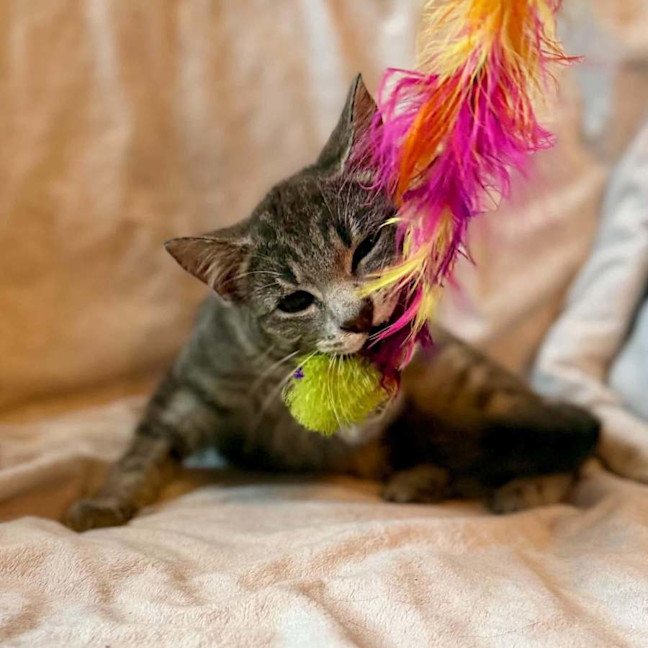 Photo of Millie   In Foster Care In Templestowe