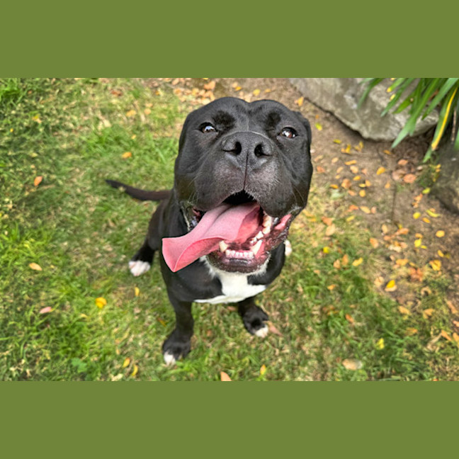 Photo of Archie