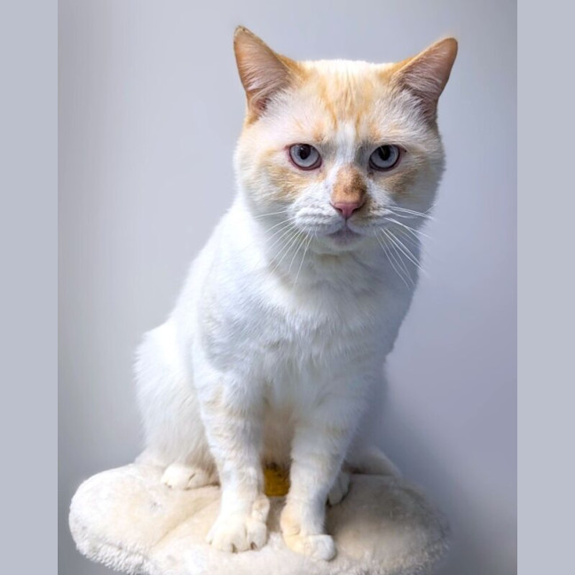 Photo of Flynn