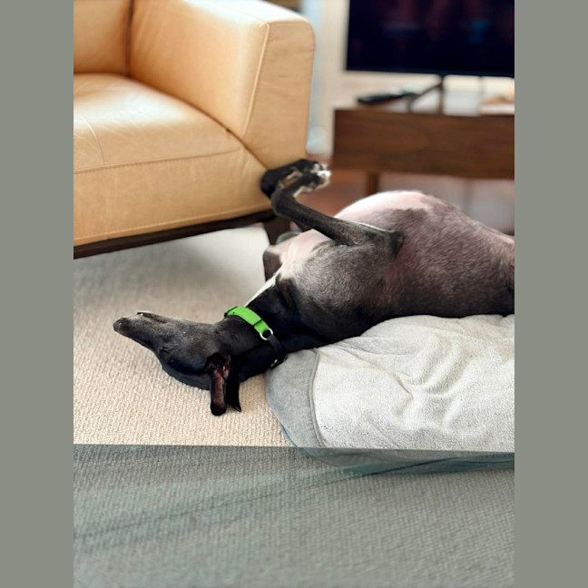 Photo of Jed, The Greyhound