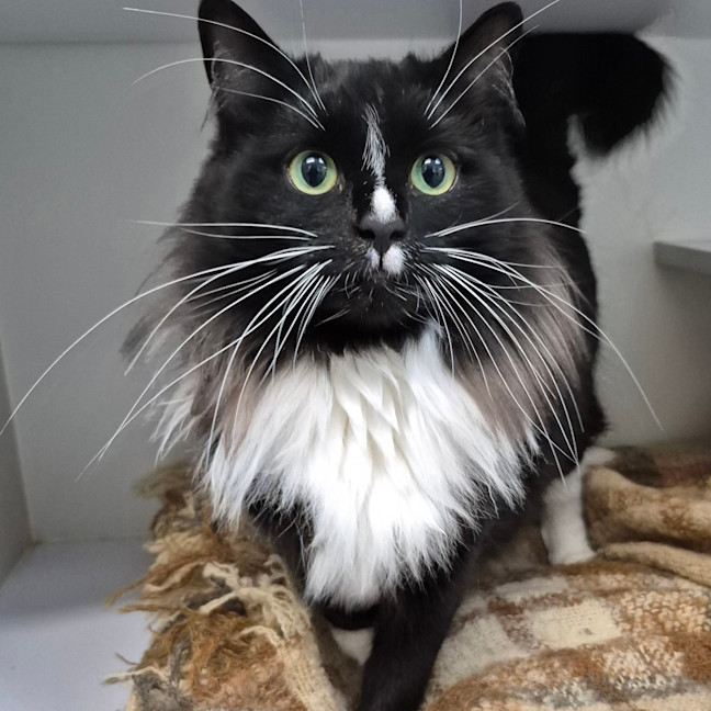 Photo of Chausette