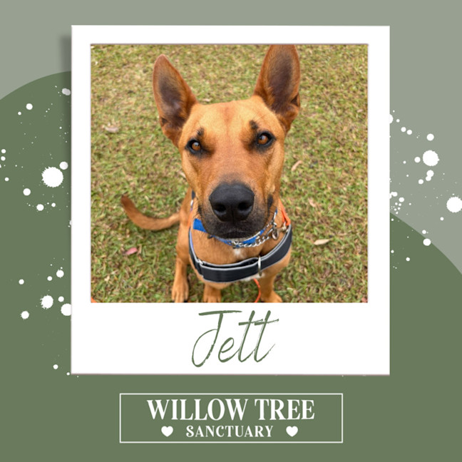 Photo of Jett