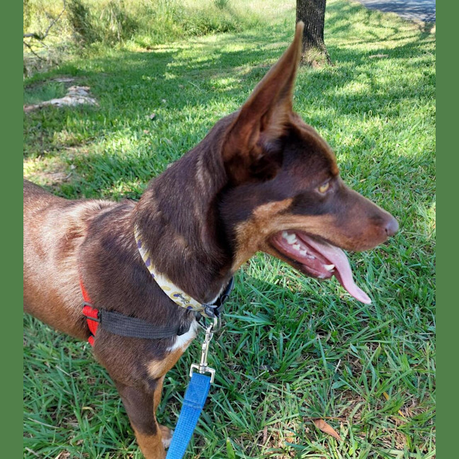 Photo of Daisy