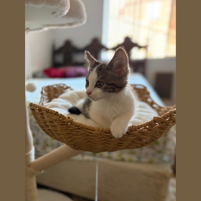 Photo of Pebble