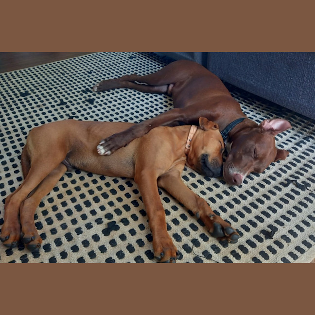 Photo of Roadie & Rusty