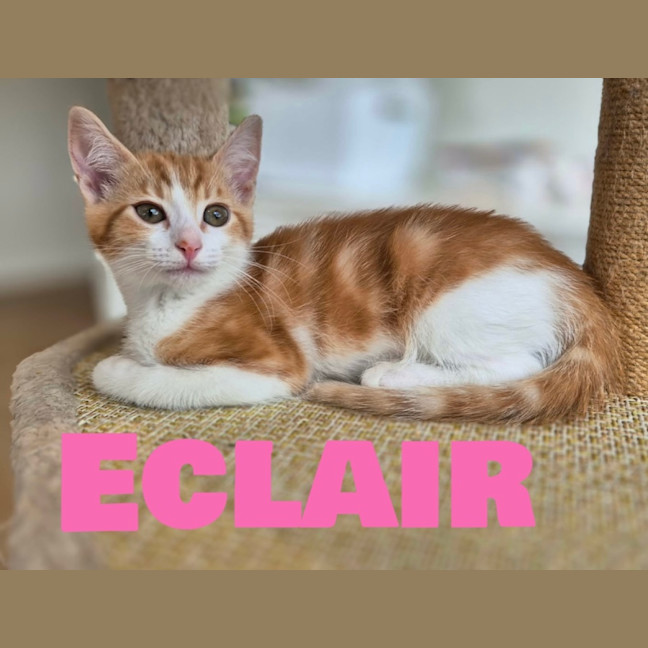 Photo of Eclair 