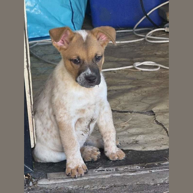 Photo of Bear