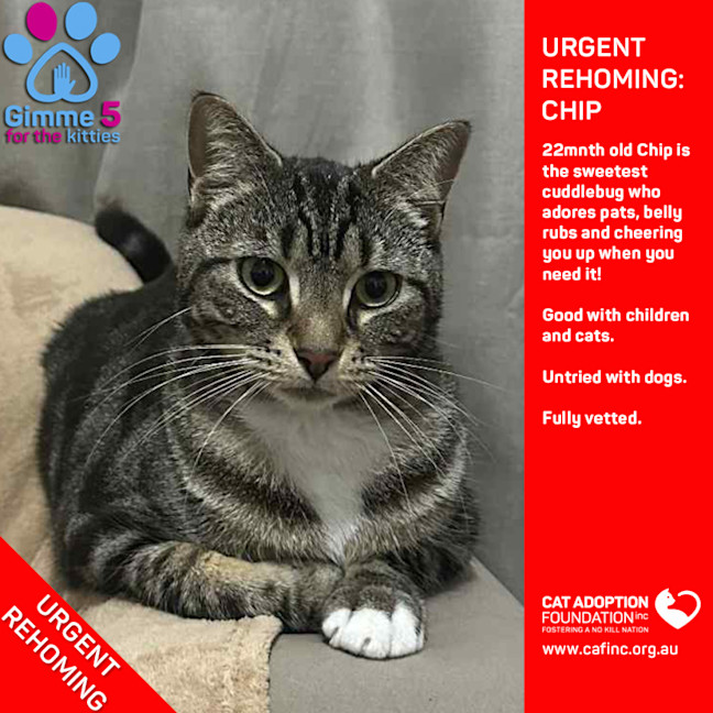 Photo of Chip Private Rehoming No Charge!