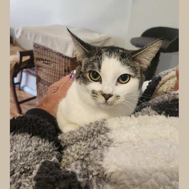 Photo of Honey