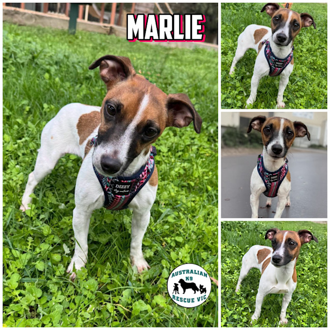 Photo of Marlie