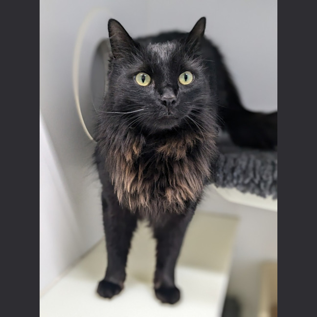 Photo of 🦁 Winston (Winnie) 5633🦁