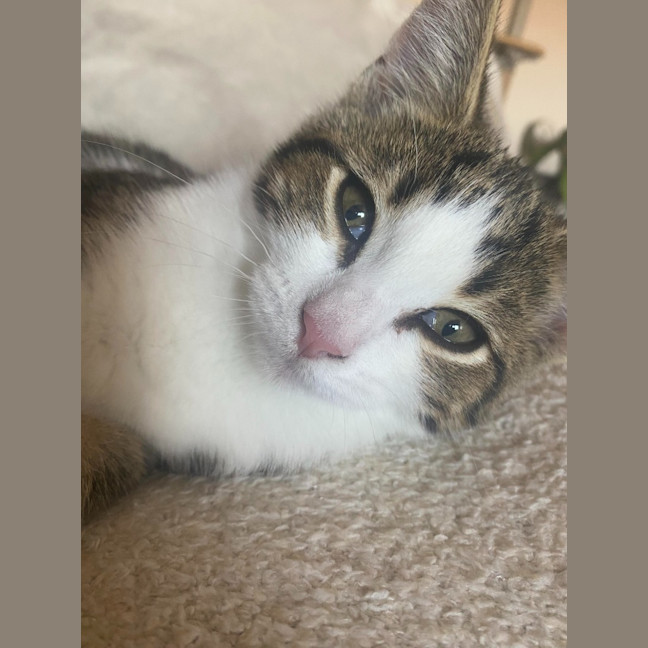 Photo of Ross Golden