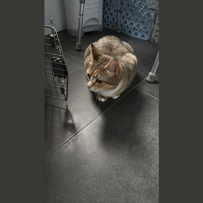 Photo of Juno Meet Me At Petstock Keysborough 