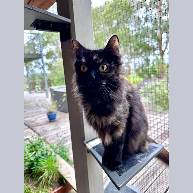 Photo of Cali