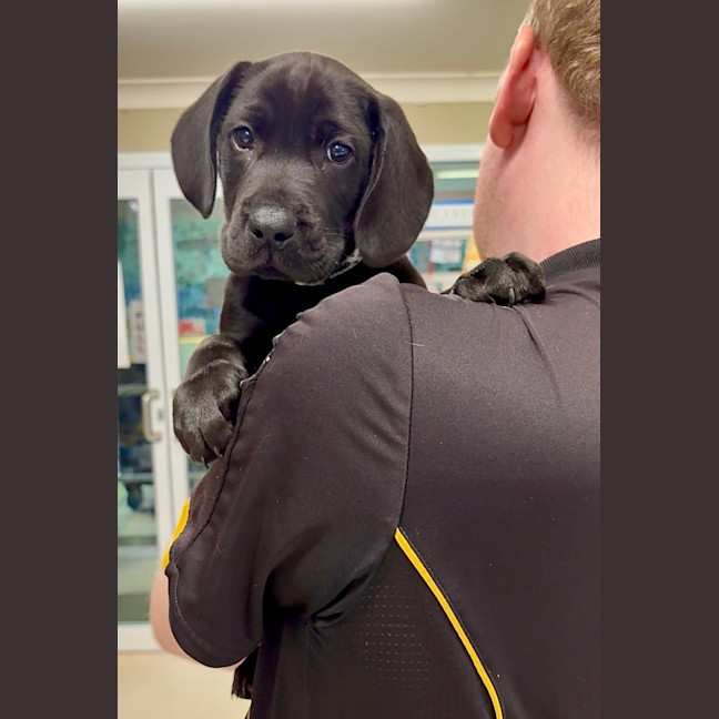 Photo of Louie