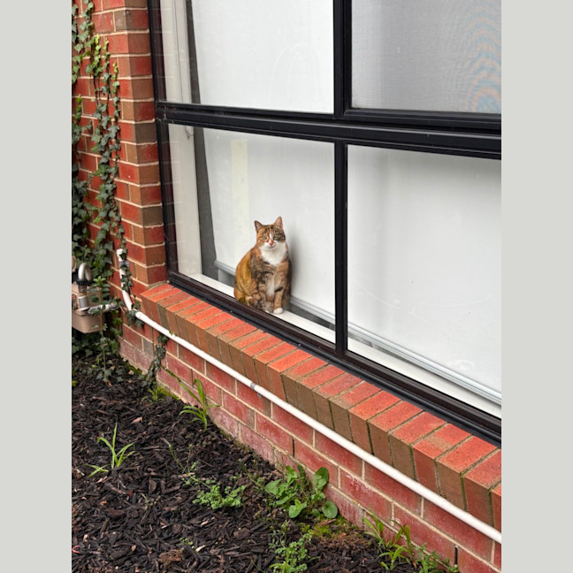 Photo of Mumma Cat