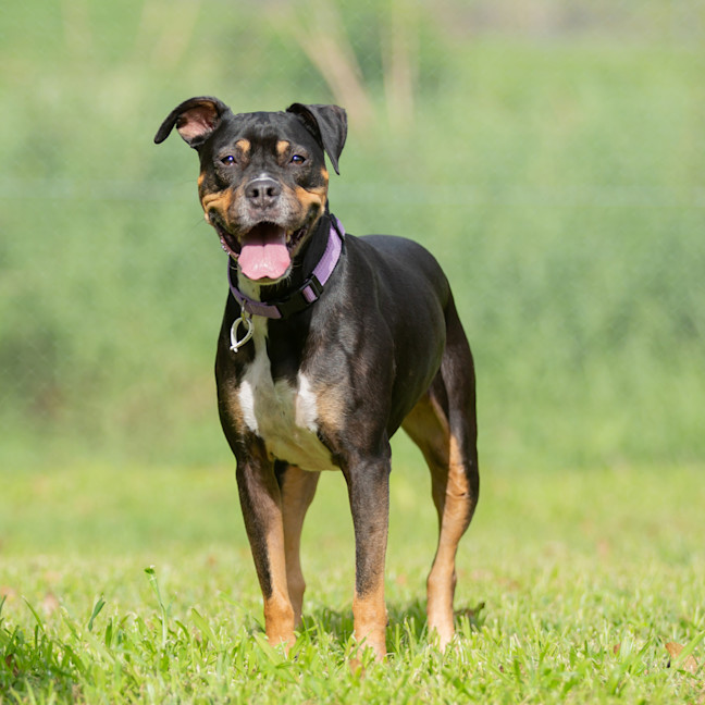 Photo of Sadie