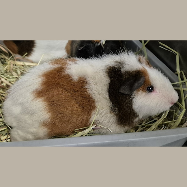 Photo of Dexter (Bonded With Batty And Gomez)