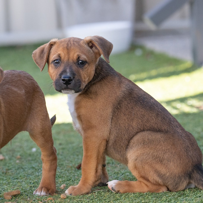 Photo of Bullet