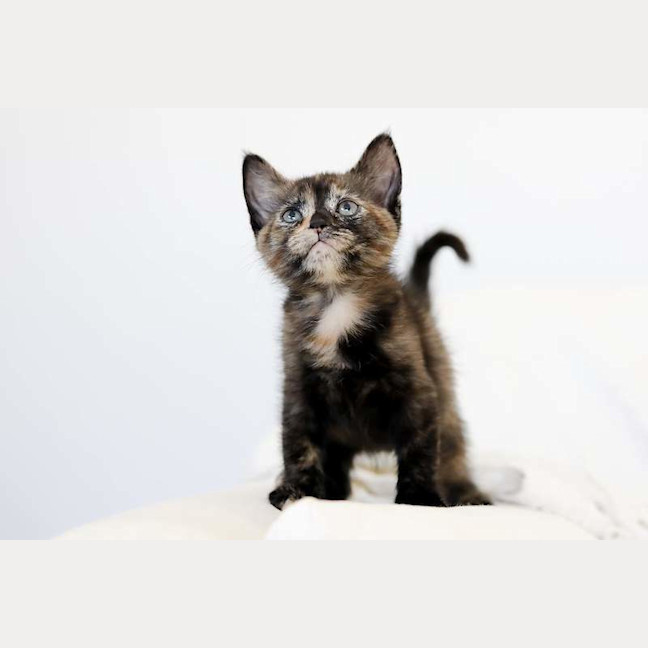 Photo of Junie