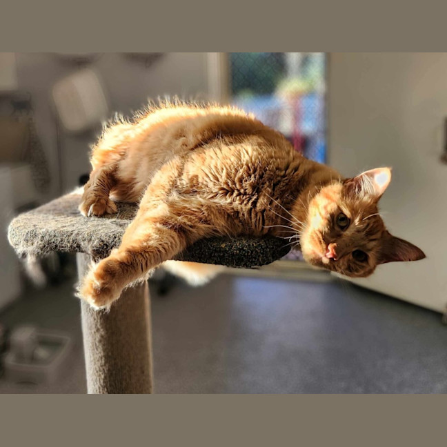 Photo of Archie