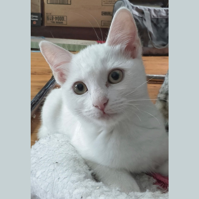 Photo of Smudge