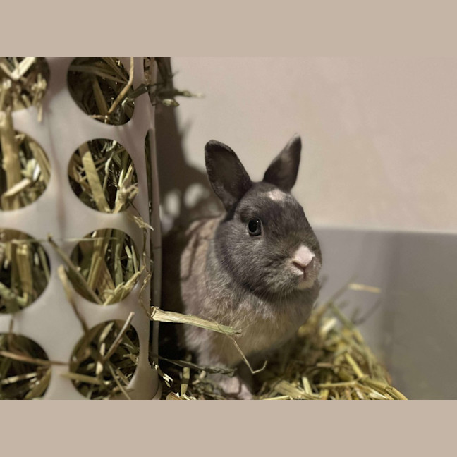 Photo of Dragon Fruit 